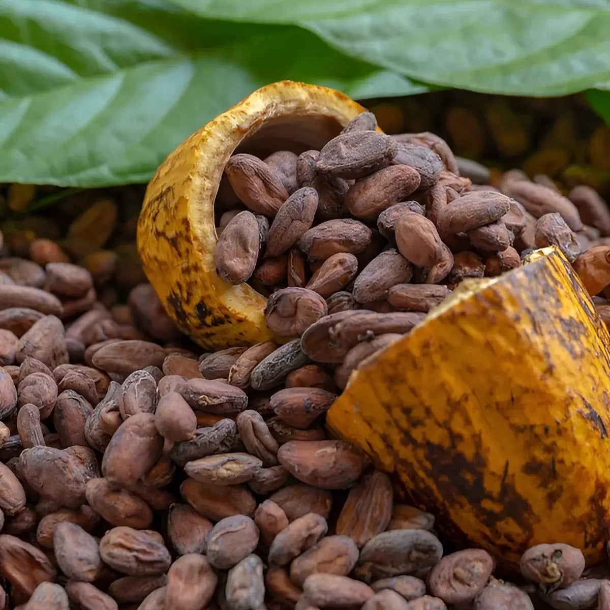 Cocoa Beans-1kg